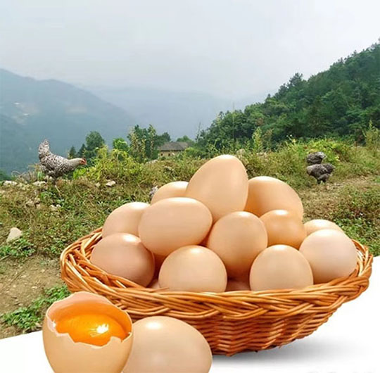 宝鸡无污染土鸡蛋